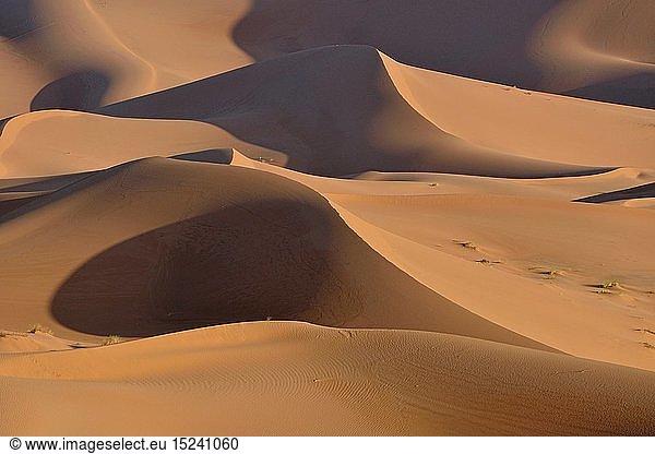 Geografie  Marokko  DÃ¼nen im Morgenlicht  groÃŸes Sandmeer  Sahara  bei Merzouga  Region MeknÃ¨s-Tafilalet  Afrika