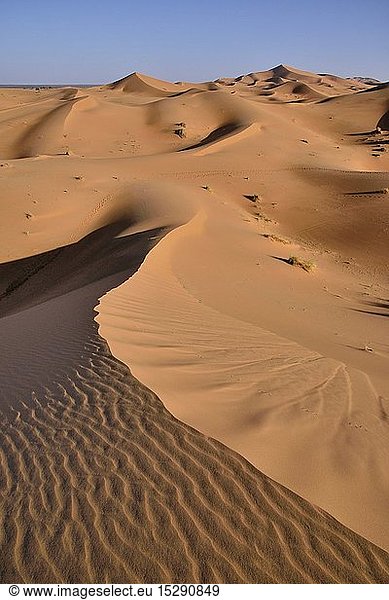Geografie  Marokko  DÃ¼nen im Morgenlicht  groÃŸes Sandmeer  Sahara  bei Merzouga  Region MeknÃ¨s-Tafilalet  Afrika