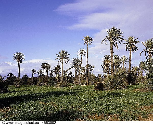 Geografie  Marokko  Palmenhain vor Marrakesch