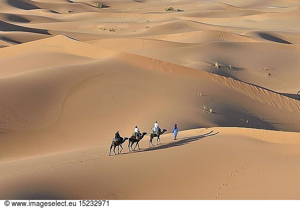 Geografie  Marokko  Touristen reiten auf Kamelen in den DÃ¼nen  GroÃŸes Sandmeer  Sahara  Merzouga  Region MeknÃ¨s-Tafilalet  Afrika