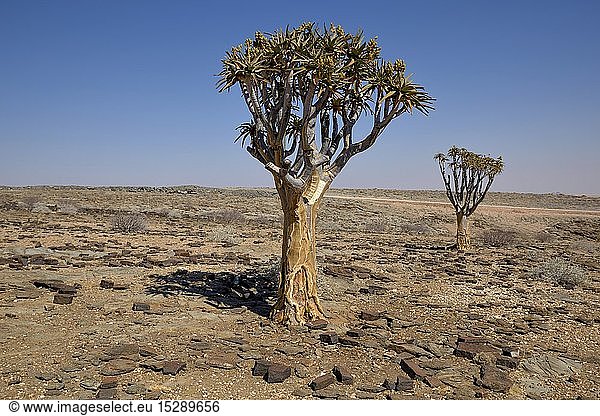 Geografie  Namibia  KÃ¶cherbÃ¤ume (Aloe dichotoma) in WÃ¼stenlandschaft  nahe Kuiseb-Canyon  Erongo-Region