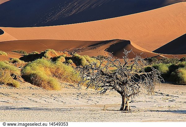 Geografie  Namibia  Namib Sossusvlei  Toter Kameldornbaum  Namib Sossusvlei & DÃ¼ne 45