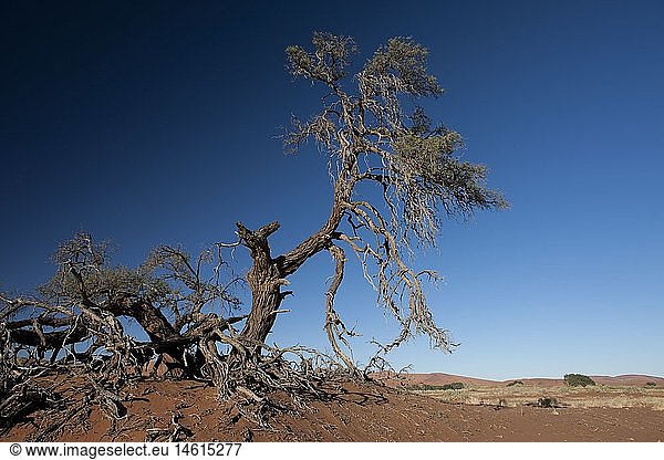 Geografie  Namibia  Region Erongo  Hardap  Karas  Namib-Naukluft-Nationalpark  Namib-WÃ¼ste  Kameldornakazie (Acacia erioloba)