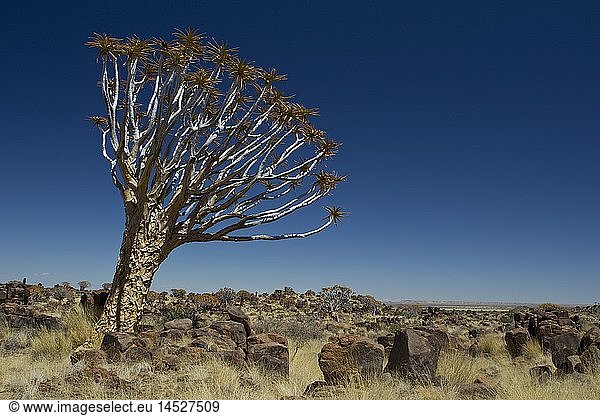 Geografie  Namibia  Region Karas  Keetmannshoop  KÃ¶cherbaumwald bei Keetmanshoop  KÃ¶cherbaum  Quivertree Forest