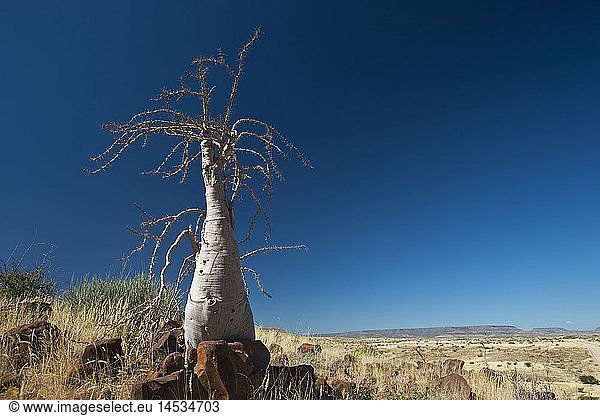 Geografie  Namibia  Region Kunene  Etosha National Park  Balsambaum (Commiphora)