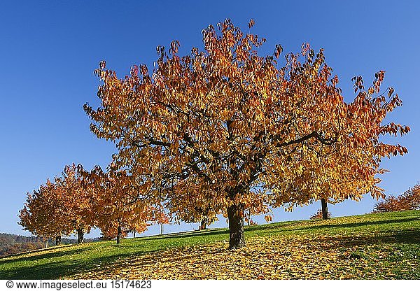 Geografie Schweiz Kirschbäume im Herbst Prunus avium