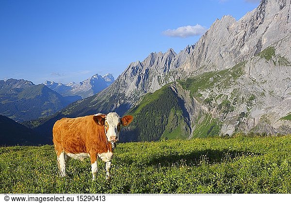 Geografie  Schweiz  Rind Ã¼ber dem Rosenlauital  Berner Oberland