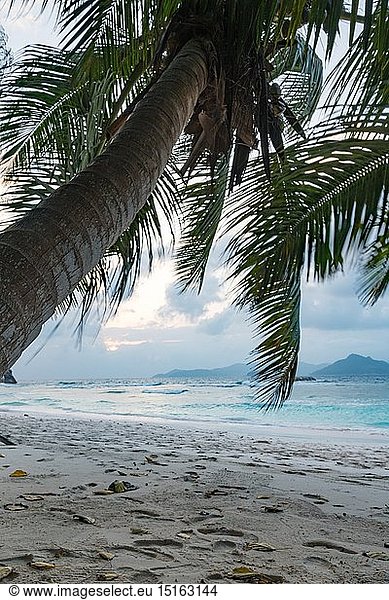 Geografie  Seychellen  La Digue  La Digue  Palmen am Strand auf La Digue