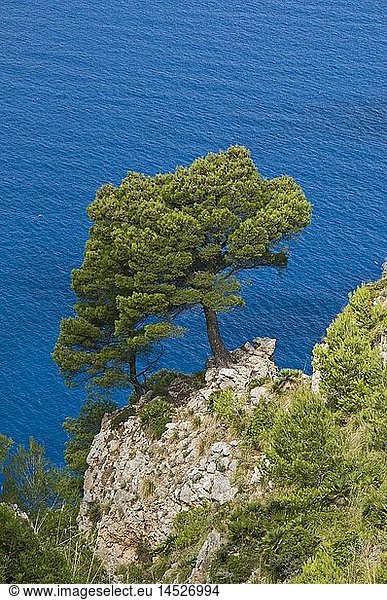 Geografie  Spanien  Balearen  Mallorca  WestkÃ¼ste  Pinien
