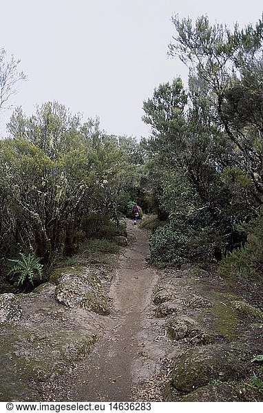 Geografie  Spanien  Kanarische Inseln  La Gomera  Landschaften  Wanderweg in den Bosque del Cedro  Nationalpark Garajonay
