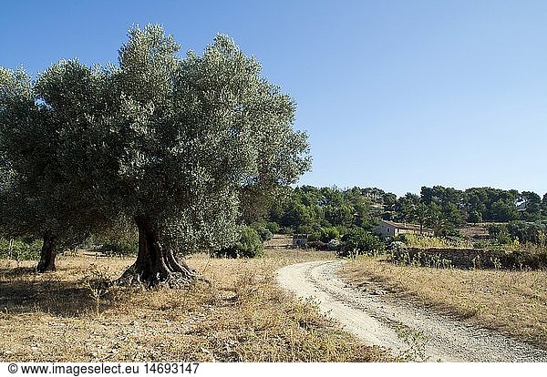 Geografie  Spanien  Mallorca  Olivenbaum  Finka