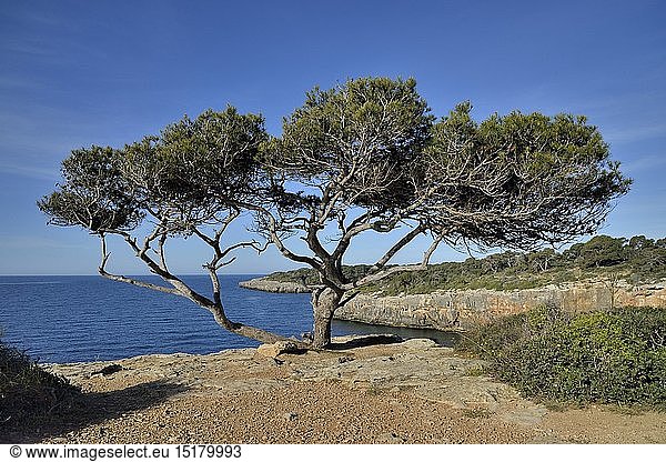 Geografie  Spanien  Pinie bei Cala Pi  Mallorca  Balearen