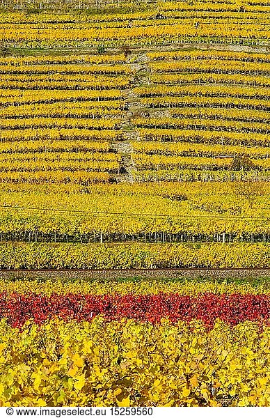Geografie  Ã–sterreich  NiederÃ¶sterreich  Weissenkirchen  Wachau im Herbst