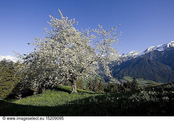 Geografie  Ã–sterreich  Tirol  Lechtaler Alpen  FrÃ¼hlingswiese bei Tobadill mit Passeierspitze