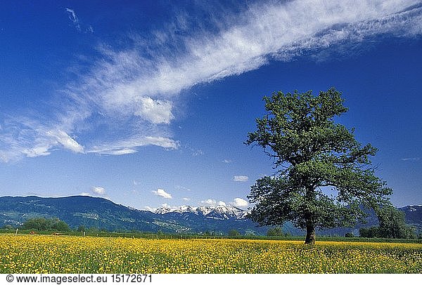Geografie  Ã–sterreich  Vorarlberg  Dornbirn  Rapsfeld
