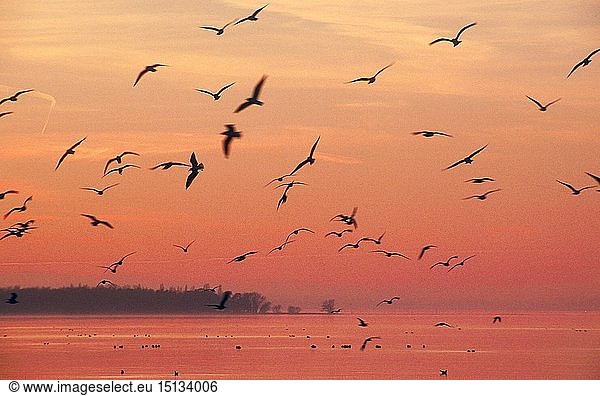 Geografie  Ã–sterreich  Vorarlberg  Rohrspitz  Vogelschwarm am Bodensee bei Sonnenuntergang