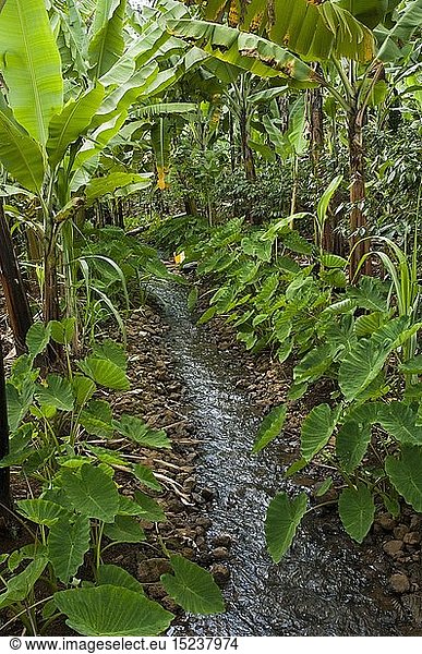 Geografie  Tansania  Landwirtschaft  Bananenplantage  Wasserlauf am Kilimandscharo