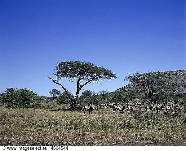 Geografie  Tansania  Serengeti Nationalpark  Zebras im Grasland