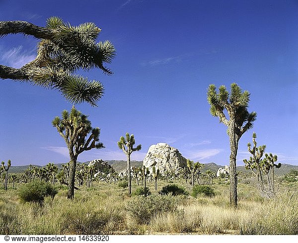 Geografie  USA  Kalifornien  Joshua Tree National Park  Landschaft