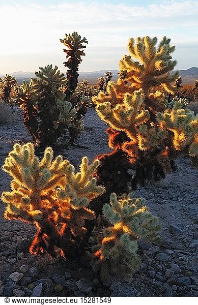 Geografie  USA  Kalifornien  Joshua Tree Nationalpark  Cholla Cactus Garden