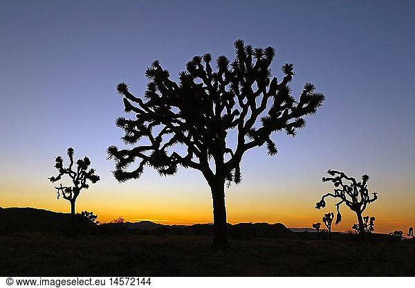 Geografie  USA  Kalifornien  Josuabaum mit Sonnenuntergang  Joshua Tree Nationalpark