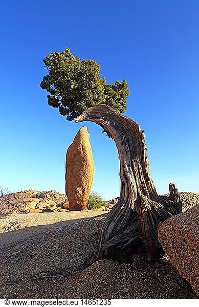 Geografie  USA  Kalifornien  Pinie und Fels  Jumbo Rocks  Joshua Tree Nationalpark