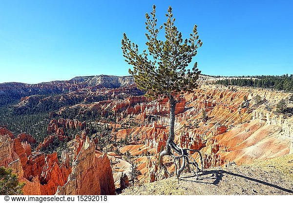Geografie  USA  Utah  Bryce Canyon  Kleine Kiefer ('walking pine tree) am Sunrise Point  Bryce Canyon