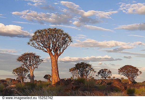 geography / travel,  Namibia,  Landscape of a quiver tree below a cloudy summer sky. Quiver Tree Forest,  Keetmanshoop