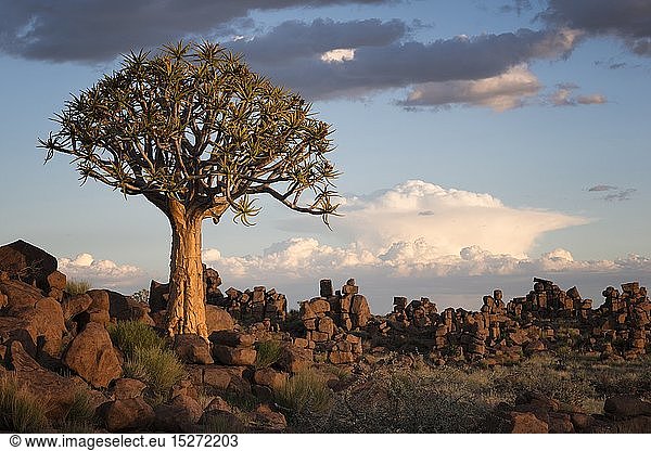 geography / travel,  Namibia,  Landscape of a quiver tree below a cloudy summer sky. Quiver Tree Forest,  Keetmanshoop
