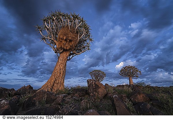 geography / travel,  Namibia,  Landscape of quiver trees against a deep blue twilight sky. Quiver Tree Forest,  Keetmanshoop