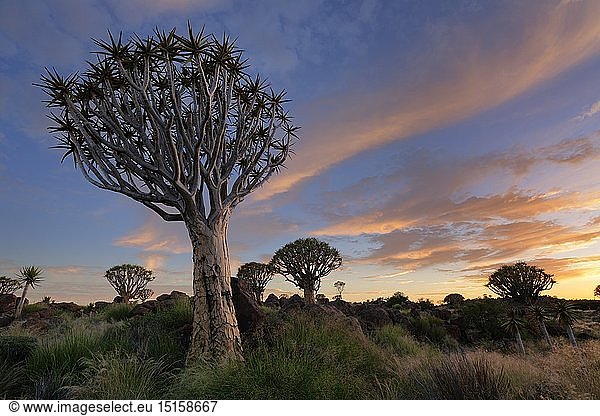 geography / travel,  Namibia,  Landscape of quiver trees below a colourful sunrise sky. Quiver Tree Forest,  Keetmanshoop
