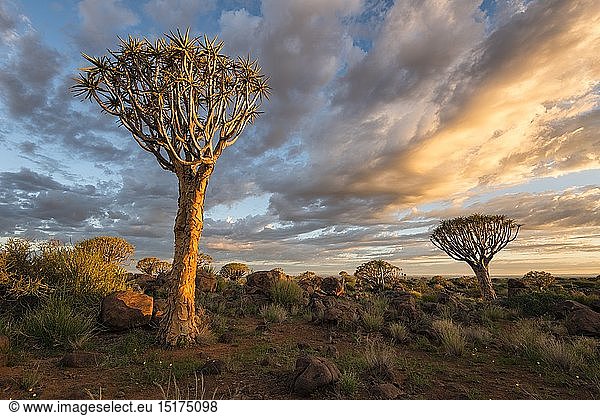 geography / travel,  Namibia,  Landscape of quiver trees below a colourful sunrise sky. Quiver Tree Forest,  Keetmanshoop