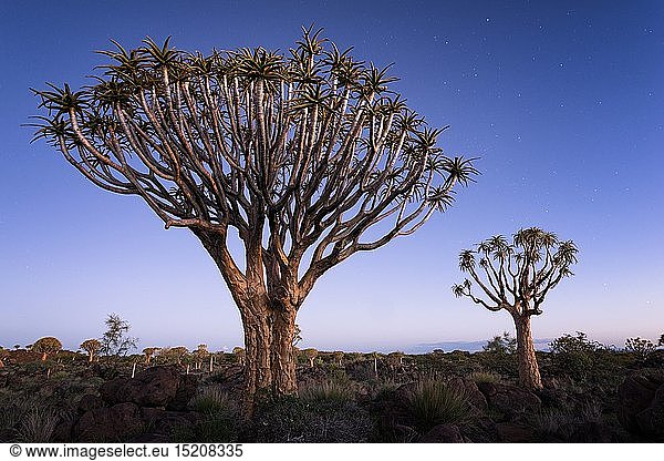 geography / travel,  Namibia,  Landscape of quiver trees below a twilight sky and the first stars. Quiver Tree Forest,  Keetmanshoop