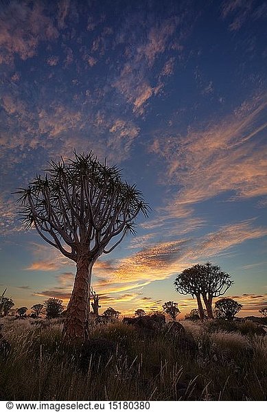 geography / travel,  Namibia,  Landscape of quiver trees silhouetted against a dramatic sunrise sky. Quiver Tree Forest,  Keetmanshoop