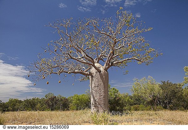Geography / travel Australia Boab tree near Warmun (Turkey Creek) Great Northern Highway Kimberley Region Western Australia