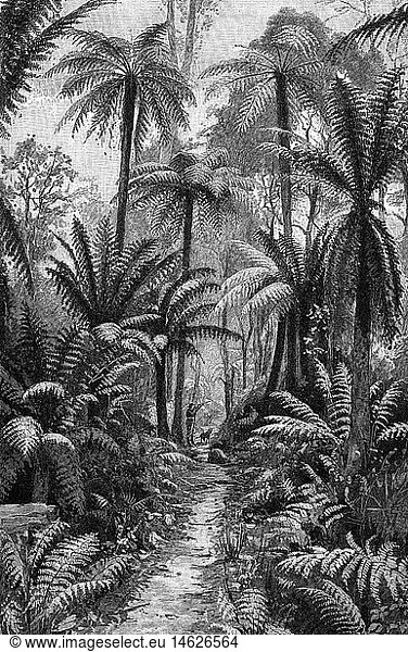 geography / travel  Australia  landscape  forest  fern forest  illustration after photography  19th century  historic  historical  hunter  huntress  hunters  huntresses  dog  fern  ferns  wood  trees  thicket  thickets  forest track  path