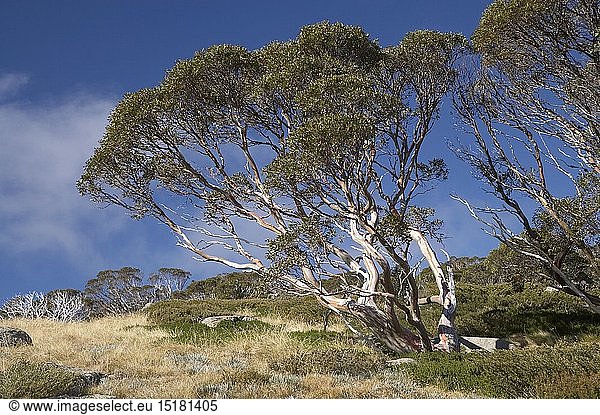 Geography / travel  Australia  Snow Gums  Charlotte Pass  Kosciuszko National Park  Snowy Mountains  New South Wales