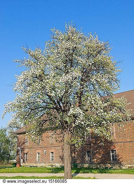 geography / travel  Austria  Lower Austria  Mostviertel (Must Quarter)  Vierkanthof  pear tree in bloom