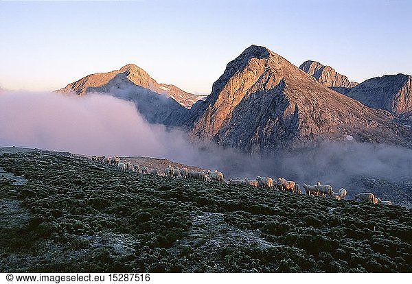 geography / travel  Austria  Styria  Dachstein mountains  sheeps at the Hohe Rams
