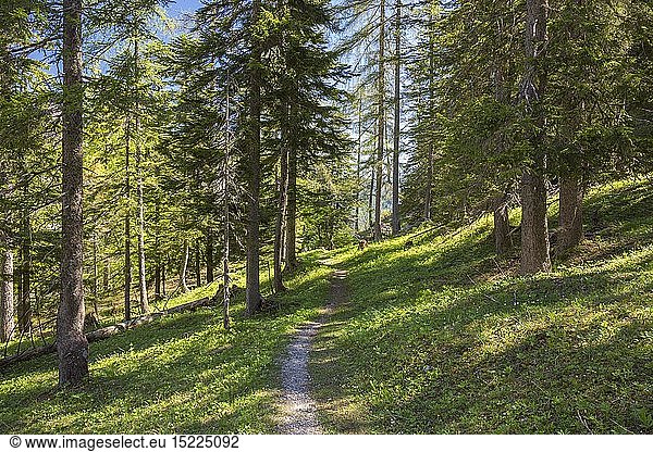 geography / travel  Austria  Styria  Trail through a forest  Hinterwildalpen  Wildalpen  Alps  Austria