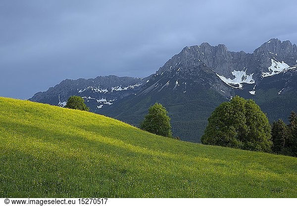 geography / travel  Austria  Tyrol  spring meadow at Astberg (peak)  Wilder Kaiser