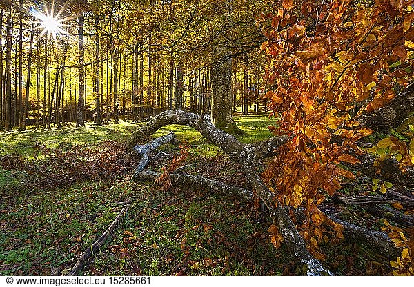 geography / travel  Austria  Upper Austria  back-light  autumn colours  Kalkalpen National Park