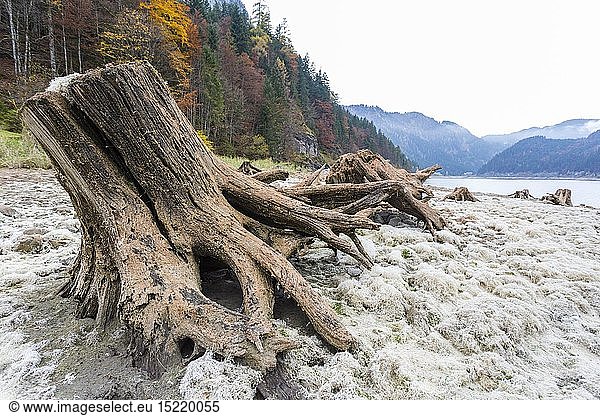 geography / travel  Austria  Upper Austria  Deadwood  Dried out lake  Gosau lake  Gosau  Dachstein region