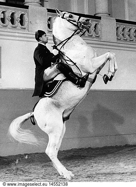 geography / travel  Austria  Vienna  buildings  Spanish Riding School  Lippizaner and rider in action  1960s