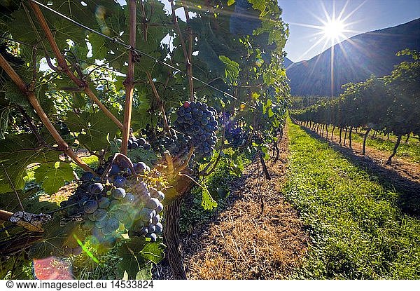 geography / travel  Canada  British Columbia  Clusters of grapes growing on grapevines at a vineyard along Highway 3 (Crowsnest Highway) in the Similkameen River Valley  Okanagan  British Columbia
