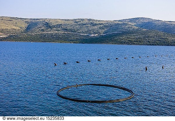geography / travel  Croatia  Dalmatia  mussel farm  mussel farms in the sea  Dalmatia