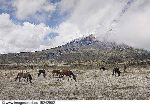 geography / travel  Ecuador  Wild Horses grazing near Cotopaxi  Cotopaxi National Park  Ecuador