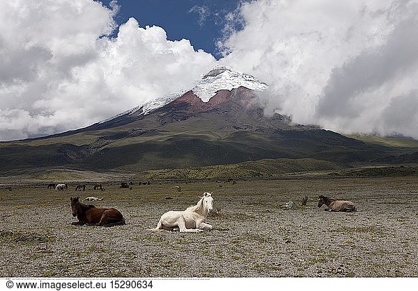geography / travel  Ecuador  Wild Horses grazing near Cotopaxi  Cotopaxi National Park  Ecuador