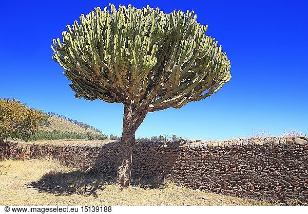 geography / travel  Ethiopia  Cactus near Dungur palace  Axum  Tigray region