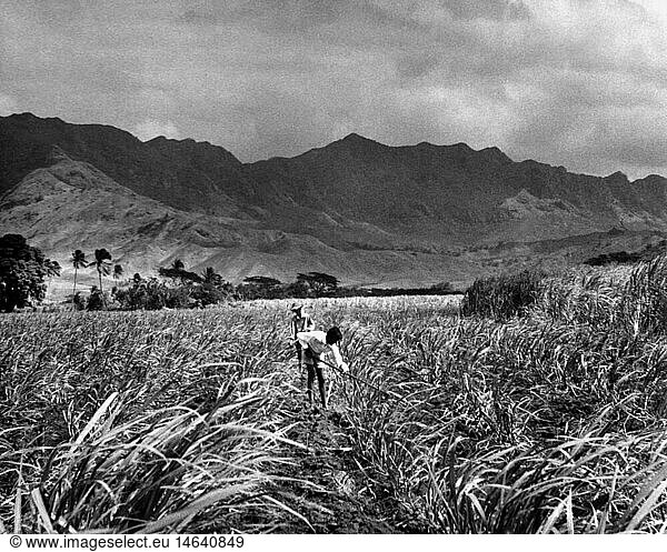 geography / travel  Fiji  agriculture  Fijian field hands on sugar plantation  Singatoka  Viti Levu Isle  1950s